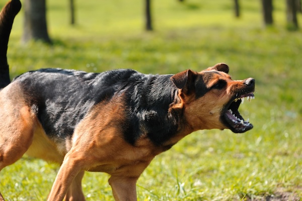 Dog bearing its teeth and barking